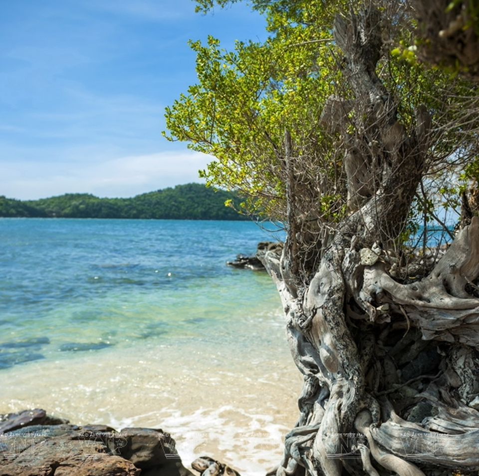 Khám phá vẻ đẹp hoang sơ của An Thới với dải san hô đẹp nhất Việt Nam - 6 Khám phá vẻ đẹp hoang sơ của An Thới với dải san hô đẹp nhất Việt Nam - 6