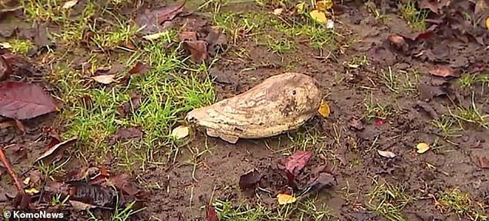 Hoá thạch răng voi trong vườn nhà ông Lacewell.