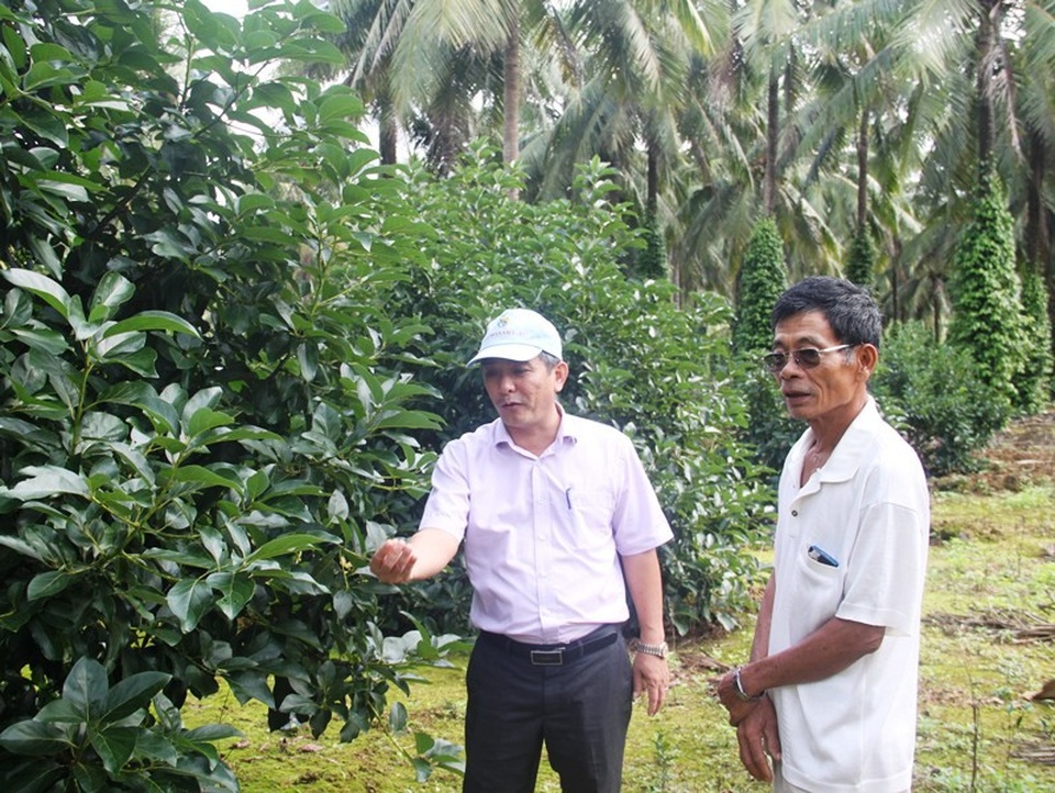 Mạnh tay “dẹp loạn” trồng keo trên đất nông nghiệp tại Bình Định! - 4 Nhiều gia đình đã tự chặt bỏ keo để thay thế bằng cây ăn quả khác phù hợp.