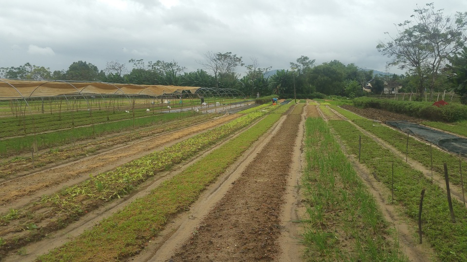 Đà Nẵng: Nông dân mất trắng sau trận mưa lịch sử - 1 Trận mưa lịch sử vừa qua tại Đà Nẵng khiến nhiều diện tích rau của nông dân bị hư hại