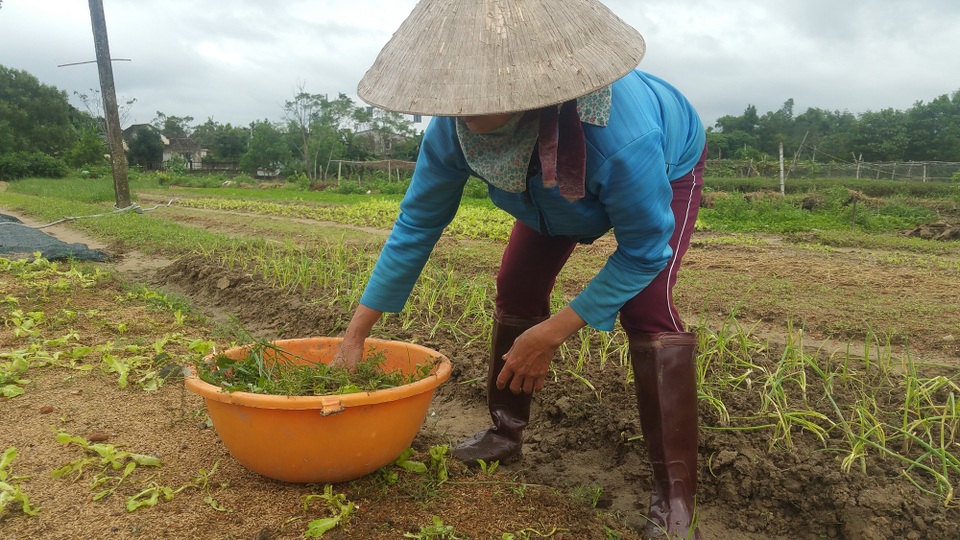 Đà Nẵng: Nông dân mất trắng sau trận mưa lịch sử - 3 Nhìn những luống rau chết héo mà những người nông dân không khỏi xót xa