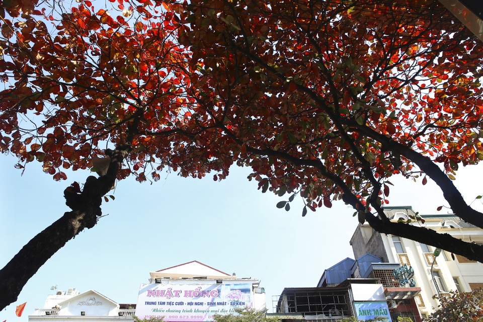 Hà Nội mùa cây bàng đỏ lá - Ảnh 1. Hà Nội mùa cây bàng đỏ lá - Ảnh 1.