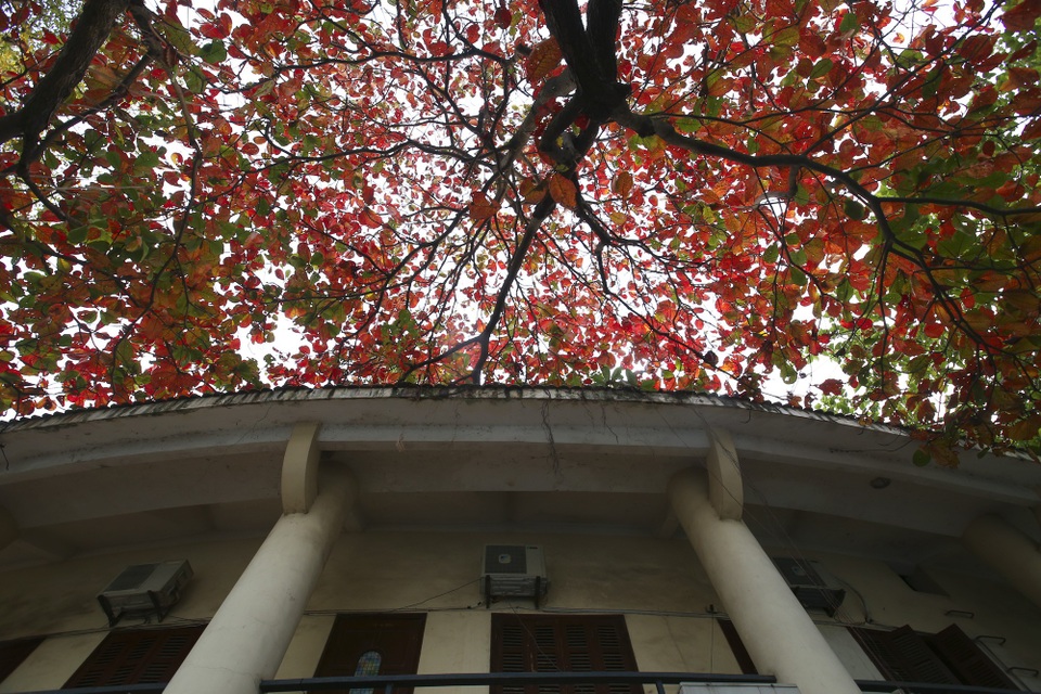 Hà Nội mùa cây bàng đỏ lá - Ảnh 11. Hà Nội mùa cây bàng đỏ lá - Ảnh 11.