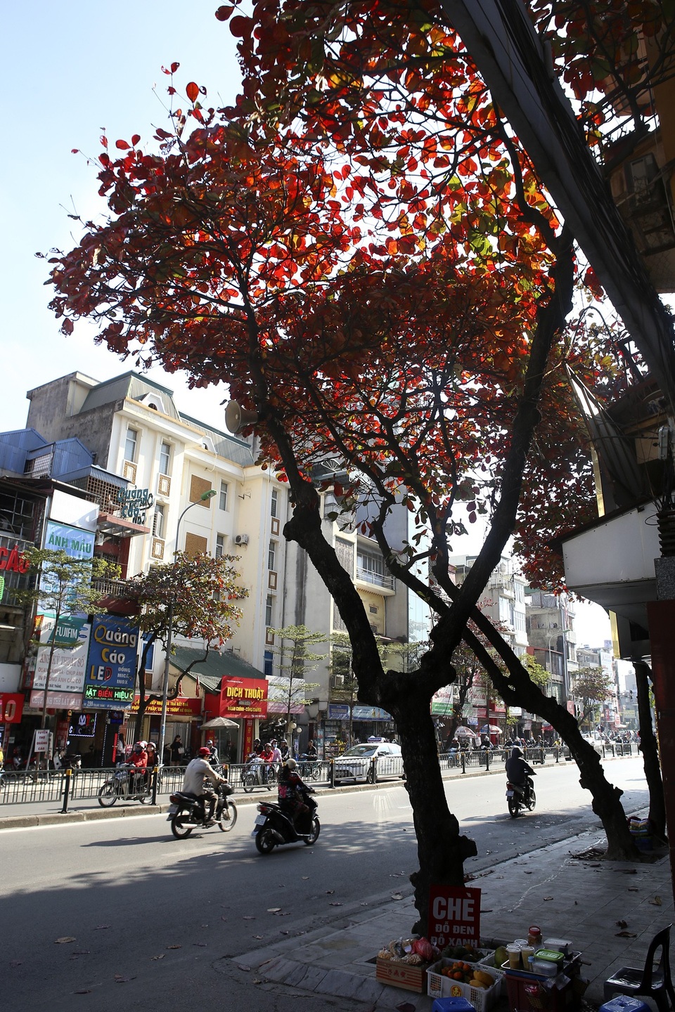 Hà Nội mùa cây bàng đỏ lá - Ảnh 12. Hà Nội mùa cây bàng đỏ lá - Ảnh 12.