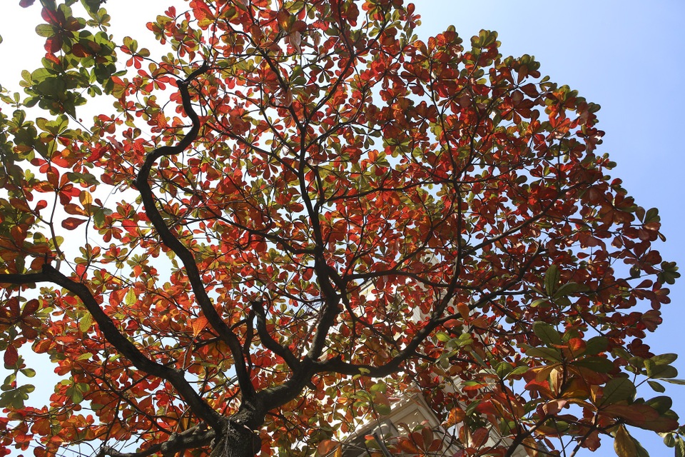 Hà Nội mùa cây bàng đỏ lá - Ảnh 13. Hà Nội mùa cây bàng đỏ lá - Ảnh 13.