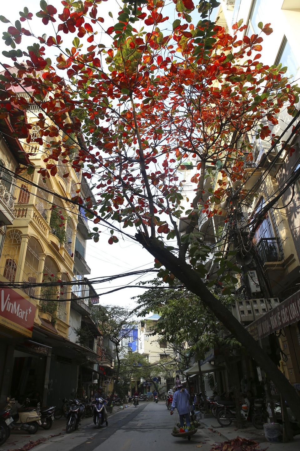 Hà Nội mùa cây bàng đỏ lá - Ảnh 14. Hà Nội mùa cây bàng đỏ lá - Ảnh 14.