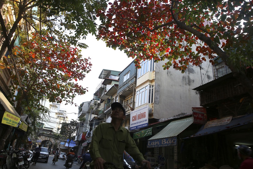 Hà Nội mùa cây bàng đỏ lá - Ảnh 15. Hà Nội mùa cây bàng đỏ lá - Ảnh 15.
