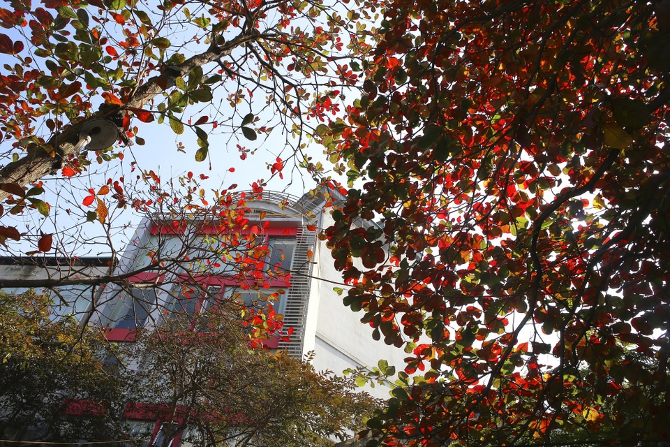 Hà Nội mùa cây bàng đỏ lá - Ảnh 2. Hà Nội mùa cây bàng đỏ lá - Ảnh 2.