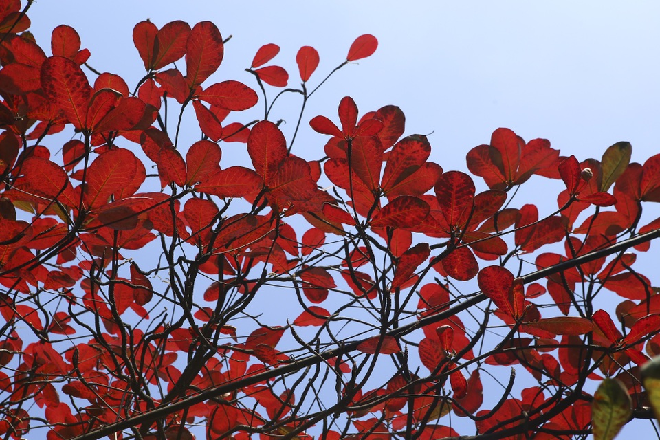 Hà Nội mùa cây bàng đỏ lá - Ảnh 4. Hà Nội mùa cây bàng đỏ lá - Ảnh 4.