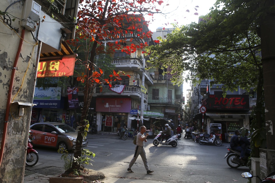 Hà Nội mùa cây bàng đỏ lá - Ảnh 5. Hà Nội mùa cây bàng đỏ lá - Ảnh 5.