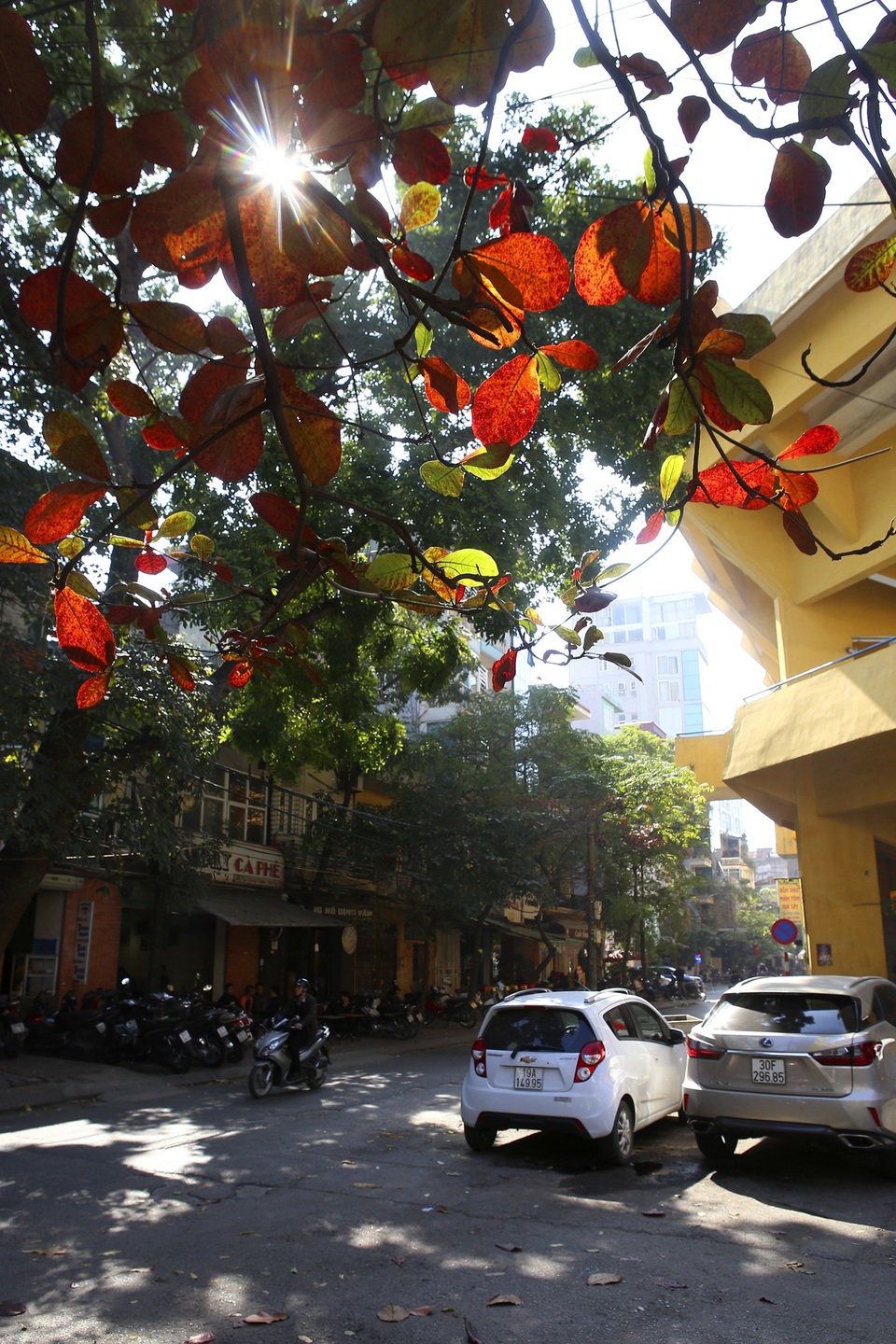 Hà Nội mùa cây bàng đỏ lá - Ảnh 6. Hà Nội mùa cây bàng đỏ lá - Ảnh 6.