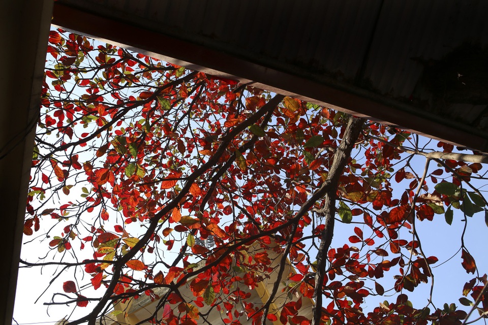 Hà Nội mùa cây bàng đỏ lá - Ảnh 8. Hà Nội mùa cây bàng đỏ lá - Ảnh 8.