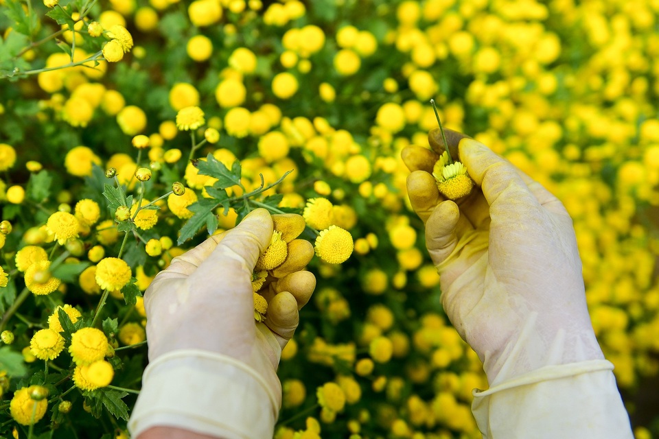 Ngắm vườn cúc chi vàng ngút tầm mắt ở Hưng Yên - Ảnh 7. Ngắm vườn cúc chi vàng ngút tầm mắt ở Hưng Yên - Ảnh 7.