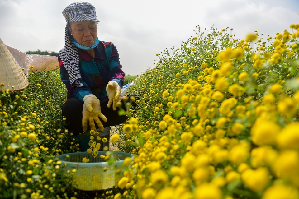 Ngắm vườn cúc chi vàng ngút tầm mắt ở Hưng Yên - Ảnh 6. Ngắm vườn cúc chi vàng ngút tầm mắt ở Hưng Yên - Ảnh 6.