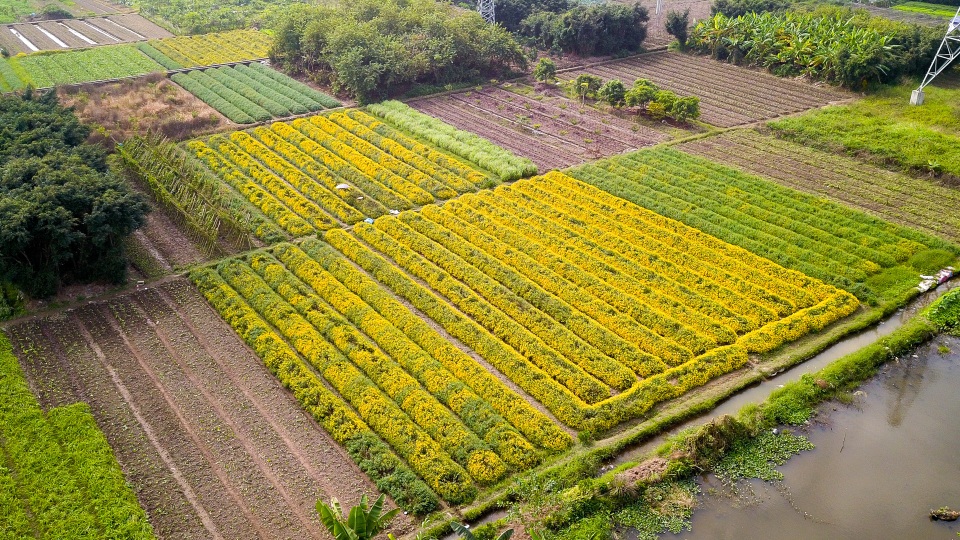 Ngắm vườn cúc chi vàng ngút tầm mắt ở Hưng Yên - Ảnh 9. Ngắm vườn cúc chi vàng ngút tầm mắt ở Hưng Yên - Ảnh 9.