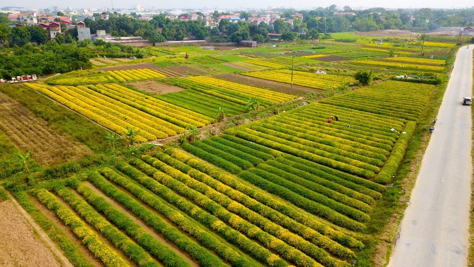 Ngắm vườn cúc chi vàng ngút tầm mắt ở Hưng Yên - Ảnh 1. Ngắm vườn cúc chi vàng ngút tầm mắt ở Hưng Yên - Ảnh 1.