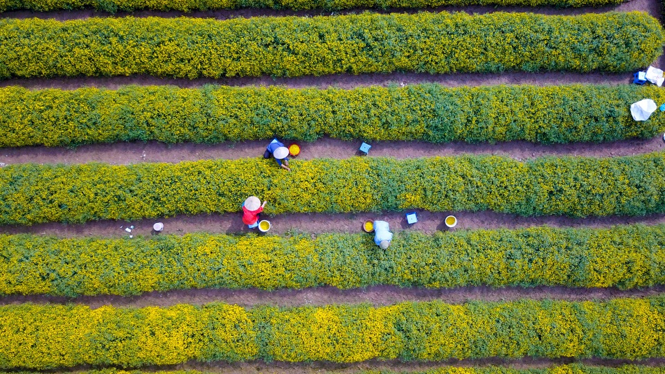 Ngắm vườn cúc chi vàng ngút tầm mắt ở Hưng Yên - Ảnh 5. Ngắm vườn cúc chi vàng ngút tầm mắt ở Hưng Yên - Ảnh 5.