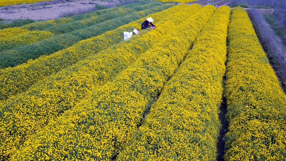 Ngắm vườn cúc chi vàng ngút tầm mắt ở Hưng Yên - Ảnh 2. Ngắm vườn cúc chi vàng ngút tầm mắt ở Hưng Yên - Ảnh 2.