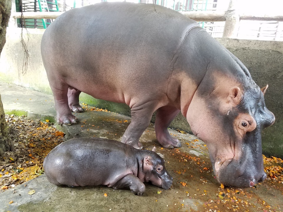 Lần đầu tiên Đồng Nai có Hà mã con được sinh ra hoàn toàn tự nhiên - Ảnh 1. Lần đầu tiên Đồng Nai có Hà mã con được sinh ra hoàn toàn tự nhiên - Ảnh 1.