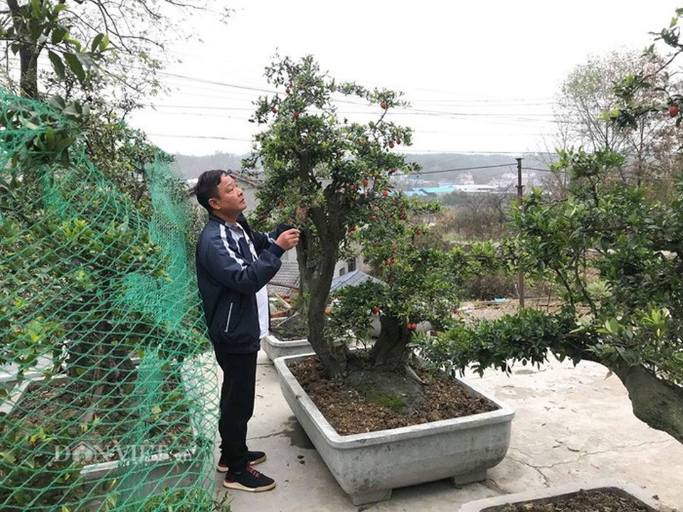 Chơi ngông, đại gia chi trăm triệu mua hồng đá hiếm về chưng Tết - Ảnh 1. Chơi ngông, đại gia chi trăm triệu mua hồng đá hiếm về chưng Tết - Ảnh 1.