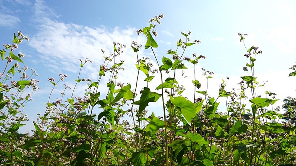 Cánh đồng hoa tam giác mạch nở rộ tại Hà Nội - Ảnh 8.