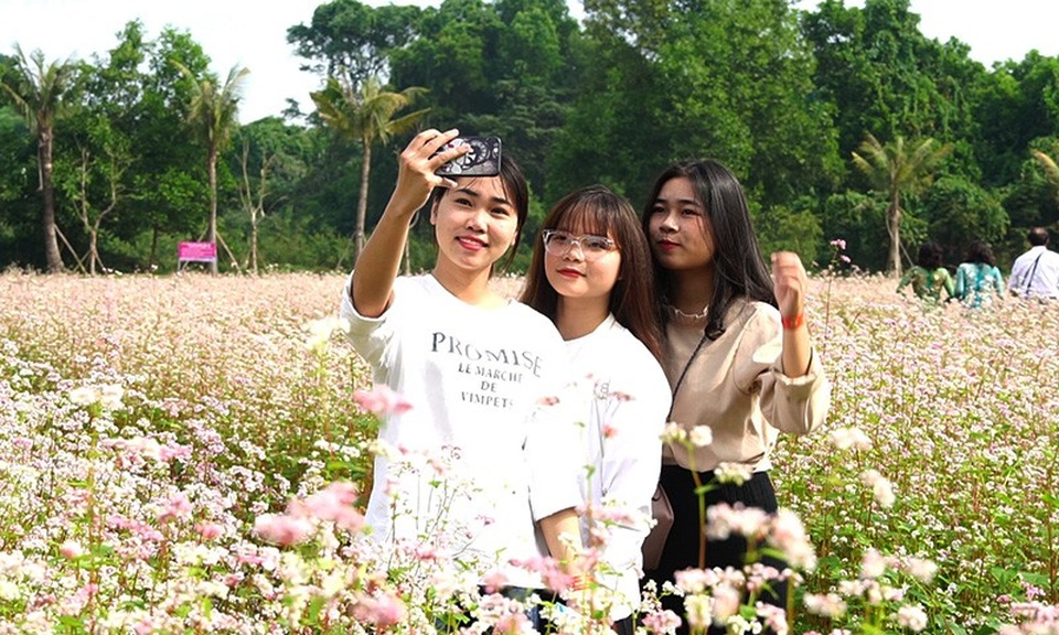 Cánh đồng hoa tam giác mạch nở rộ tại Hà Nội - Ảnh 9.