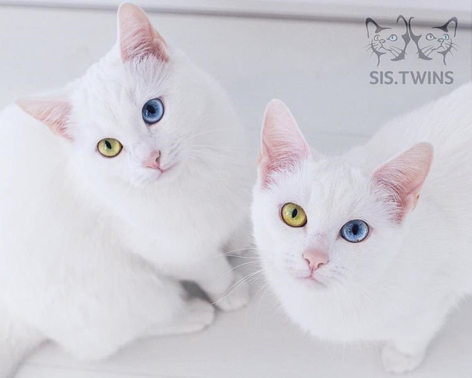 Mèo song sinh 2 màu mắt làm cư dân mạng bấn loạn  - Ảnh 1.