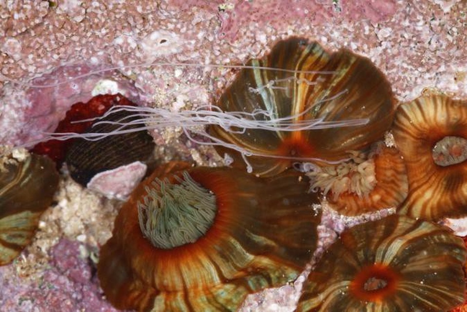 Quái vật tua tủa xúc tu dạt vào bờ biển Úc - Ảnh 2. Quái vật tua tủa xúc tu dạt vào bờ biển Úc - Ảnh 2.