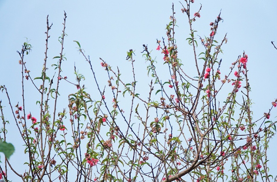 Đào Nhật Tân nở sớm gần 2 tháng trước Tết - Ảnh 6. Đào Nhật Tân nở sớm gần 2 tháng trước Tết - Ảnh 6.