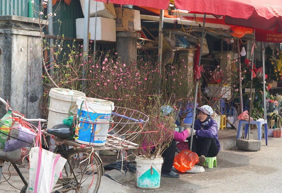 Đào Nhật Tân nở sớm gần 2 tháng trước Tết - Ảnh 8. Đào Nhật Tân nở sớm gần 2 tháng trước Tết - Ảnh 8.