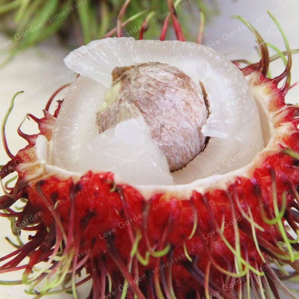 Nhiều công dụng tuyệt vời của cây chôm chôm mà bạn chưa biết - Ảnh 2. Nhiều công dụng tuyệt vời của cây chôm chôm mà bạn chưa biết - Ảnh 2.