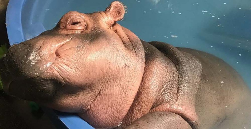 Ngắm chú hà mã nhỏ nhất gây sốt vì quá… đáng yêu - Ảnh 2. Ngắm chú hà mã nhỏ nhất gây sốt vì quá… đáng yêu - Ảnh 2.