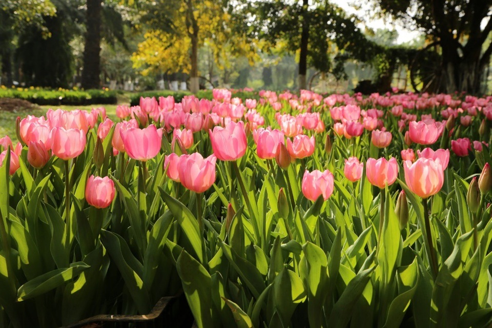 Chiêm ngưỡng vườn hoa xuân Keukenhof – Hà Lan tại Ecopark - Ảnh 1. Chiêm ngưỡng vườn hoa xuân Keukenhof – Hà Lan tại Ecopark - Ảnh 1.
