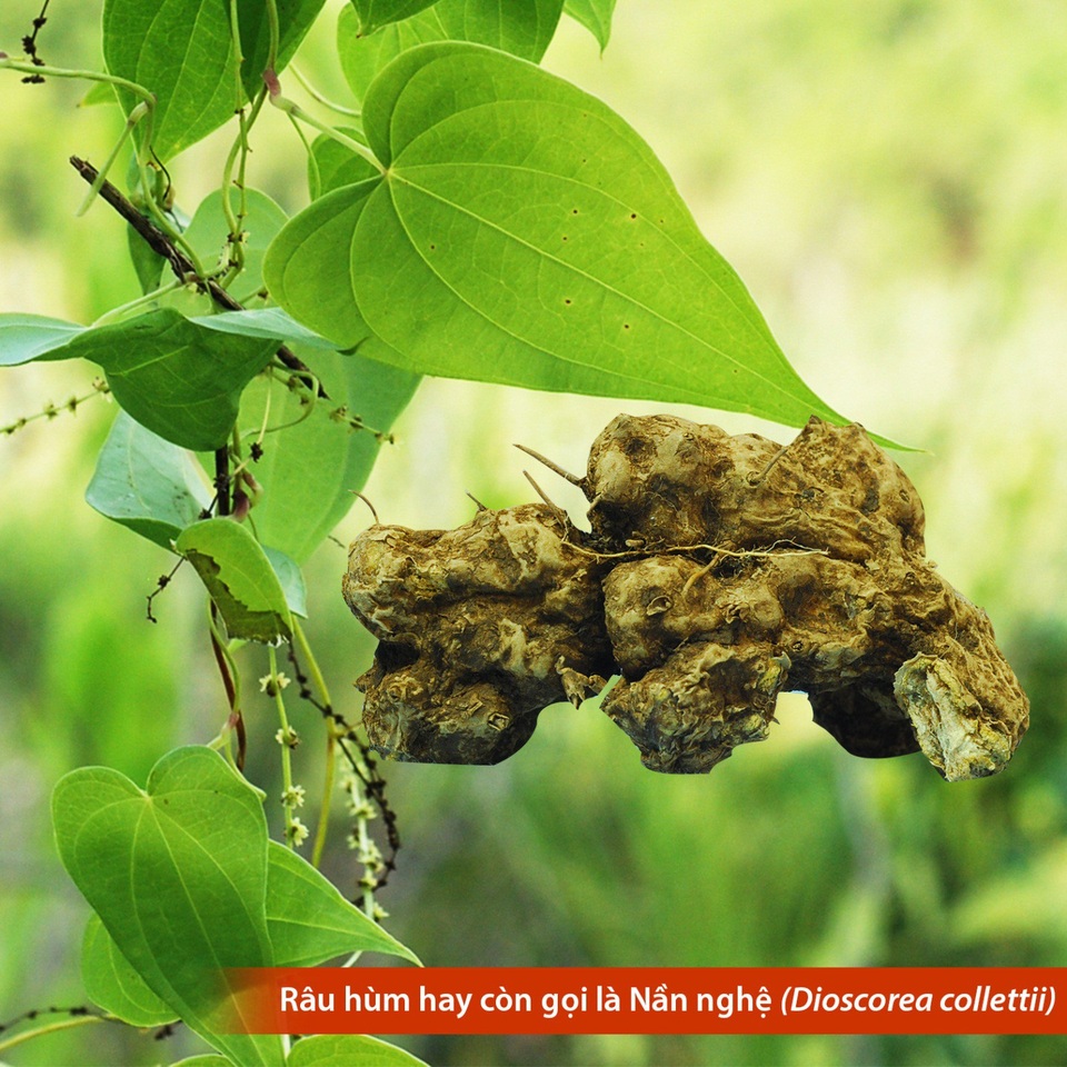 Mỡ máu, mỡ gan ăn thế nào để “tiêu” mỡ nhanh? - Ảnh 2.