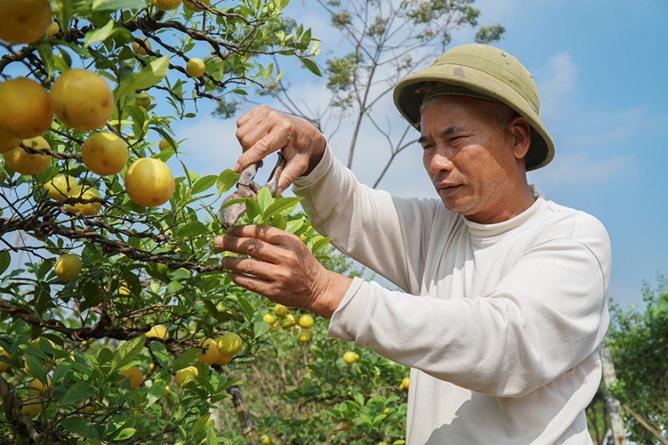 Chanh vàng tứ quý chơi Tết giá hàng chục triệu đồng - Ảnh 3.