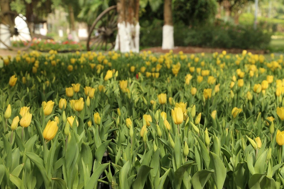 Chiêm ngưỡng vườn hoa xuân Keukenhof – Hà Lan tại Ecopark - Ảnh 2. Chiêm ngưỡng vườn hoa xuân Keukenhof – Hà Lan tại Ecopark - Ảnh 2.
