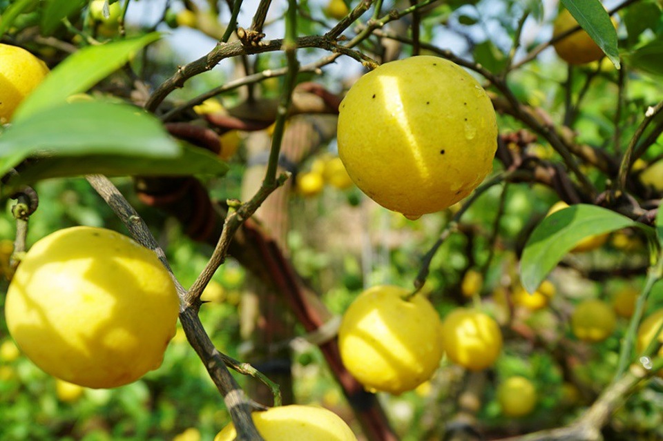 Chanh vàng tứ quý chơi Tết giá hàng chục triệu đồng - Ảnh 4.