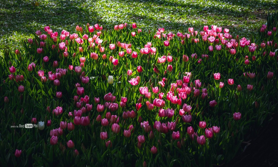 Chiêm ngưỡng vườn hoa xuân Keukenhof – Hà Lan tại Ecopark - Ảnh 3. Chiêm ngưỡng vườn hoa xuân Keukenhof – Hà Lan tại Ecopark - Ảnh 3.