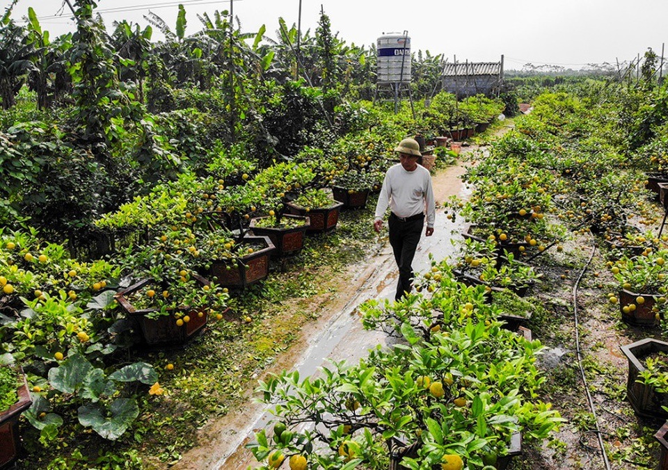 Chanh vàng tứ quý chơi Tết giá hàng chục triệu đồng - Ảnh 5.