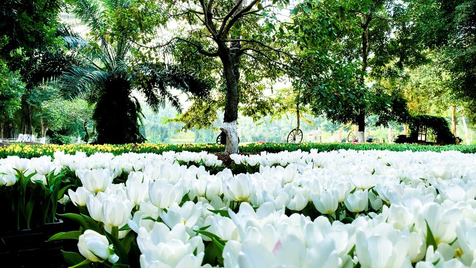 Chiêm ngưỡng vườn hoa xuân Keukenhof – Hà Lan tại Ecopark - Ảnh 4. Chiêm ngưỡng vườn hoa xuân Keukenhof – Hà Lan tại Ecopark - Ảnh 4.
