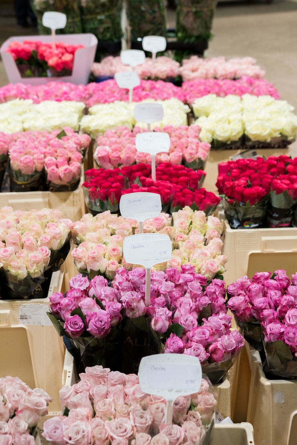 Đến thăm chợ hoa lớn nhất thủ đô Paris - Ảnh 5.