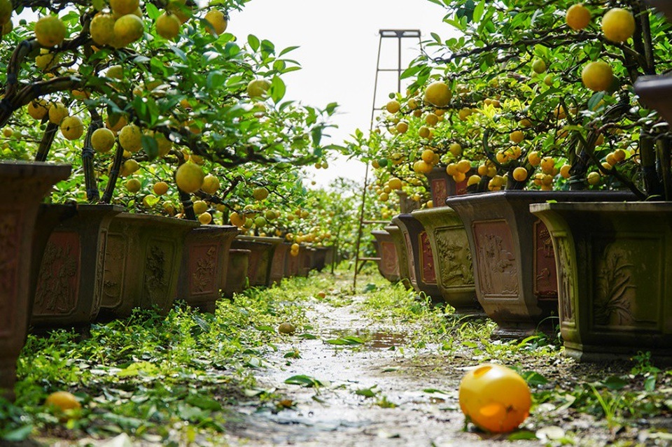 Chanh vàng tứ quý chơi Tết giá hàng chục triệu đồng - Ảnh 6.