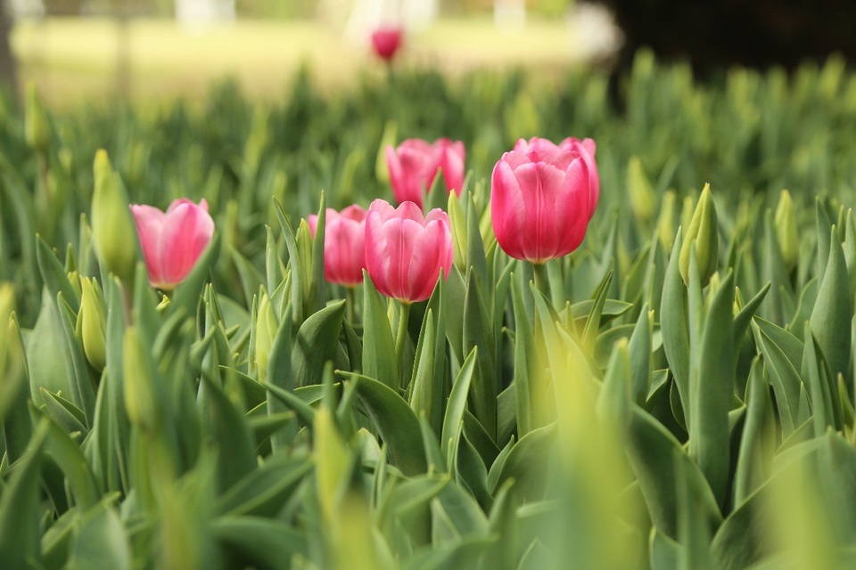 Chiêm ngưỡng vườn hoa xuân Keukenhof – Hà Lan tại Ecopark - Ảnh 5. Chiêm ngưỡng vườn hoa xuân Keukenhof – Hà Lan tại Ecopark - Ảnh 5.
