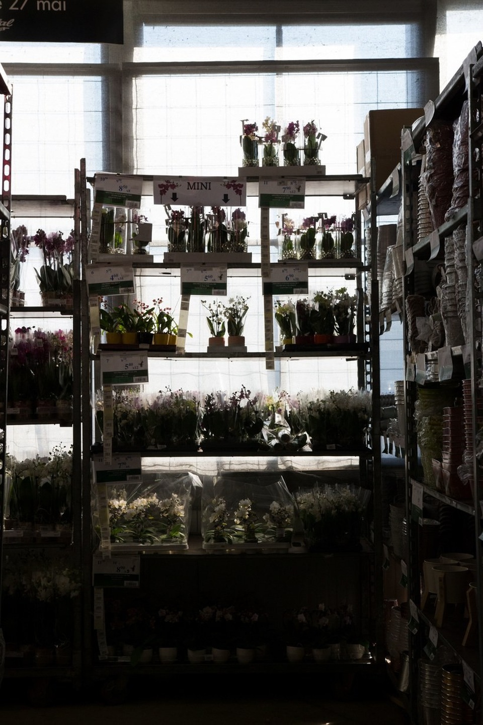 Đến thăm chợ hoa lớn nhất thủ đô Paris - Ảnh 6.