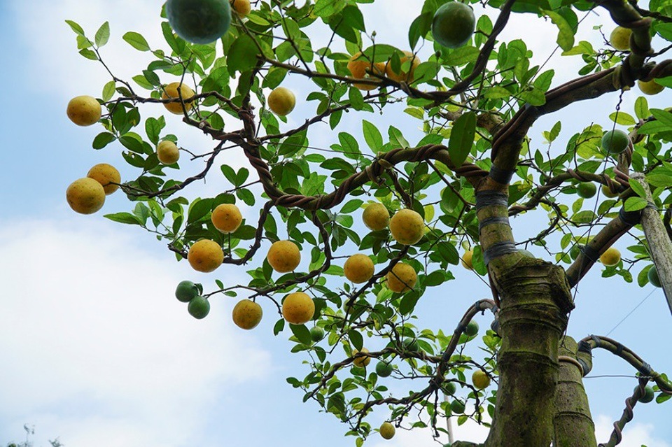 Chanh vàng tứ quý chơi Tết giá hàng chục triệu đồng - Ảnh 7.