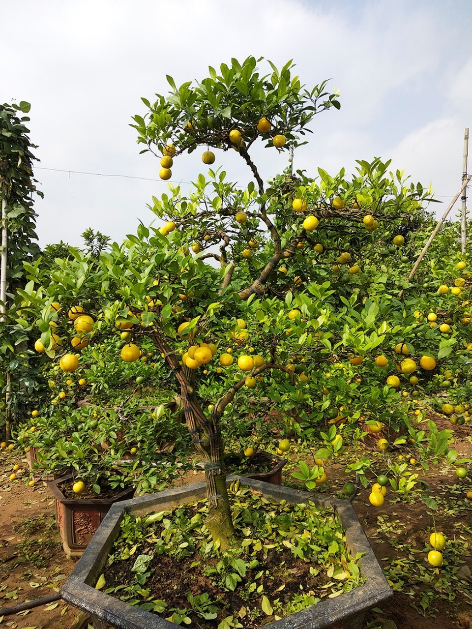 Chanh vàng tứ quý chơi Tết giá hàng chục triệu đồng - Ảnh 9.