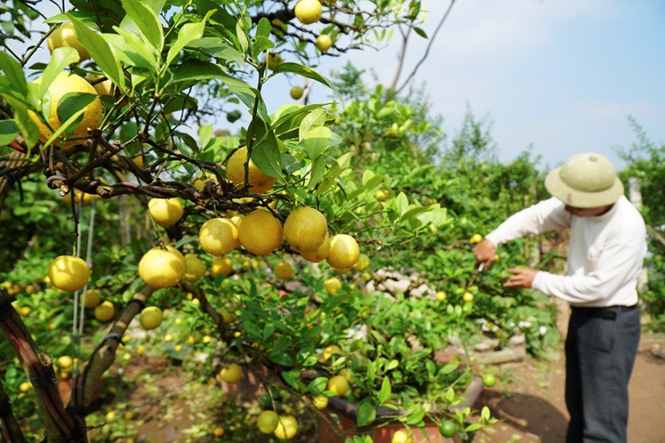 Chanh vàng tứ quý chơi Tết giá hàng chục triệu đồng - Ảnh 10.