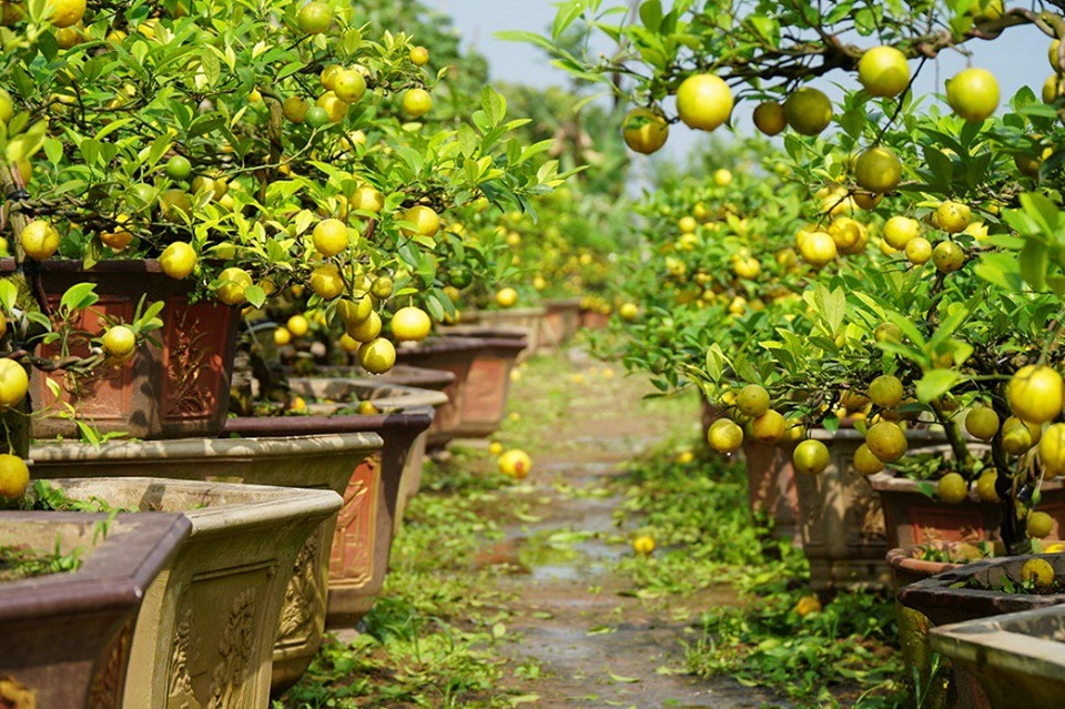 Chanh vàng tứ quý chơi Tết giá hàng chục triệu đồng - Ảnh 11.