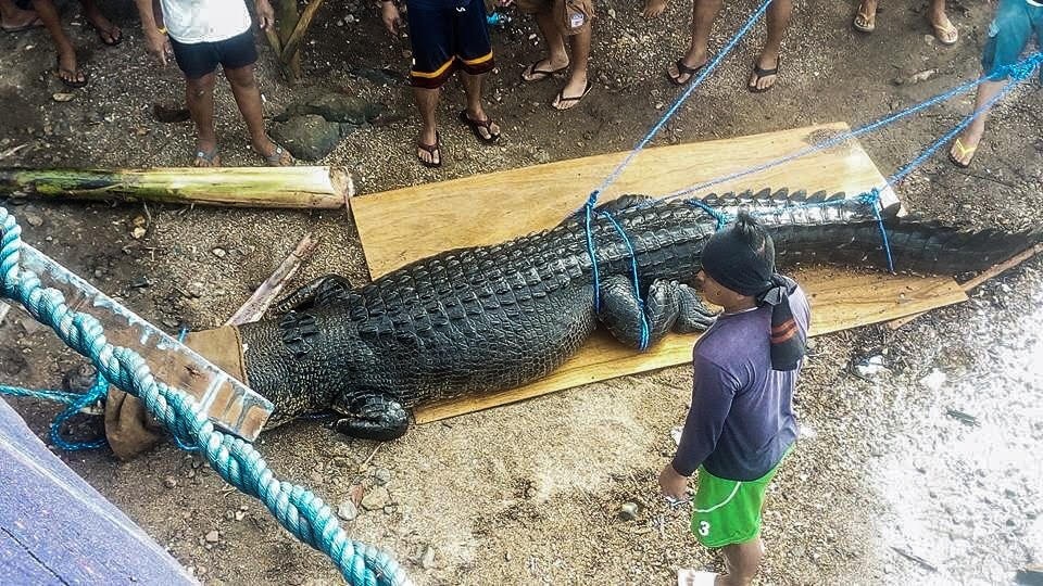 Tóm gọn cá sấu nặng nửa tấn bị nghi ăn thịt người - 1 Cá sấu nặng nửa tấn bị tóm gọn