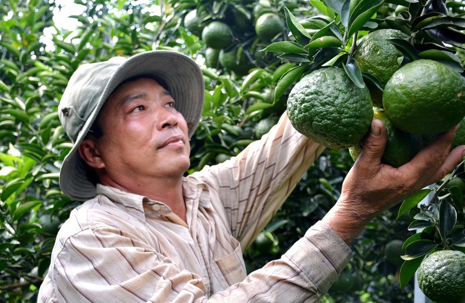 Trồng cam sành trên đất kém hiệu quả… thu tiền tỷ mỗi năm - 3 Hiện nay, anh Chánh mở rộng trồng cây cam sành trên diện tích khoảng 60.000m2 và bình quân thu nhập khoảng 30 triệu đồng/1000m2